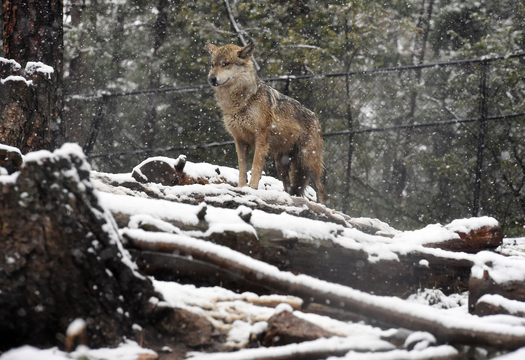 snow wolf.jpg
